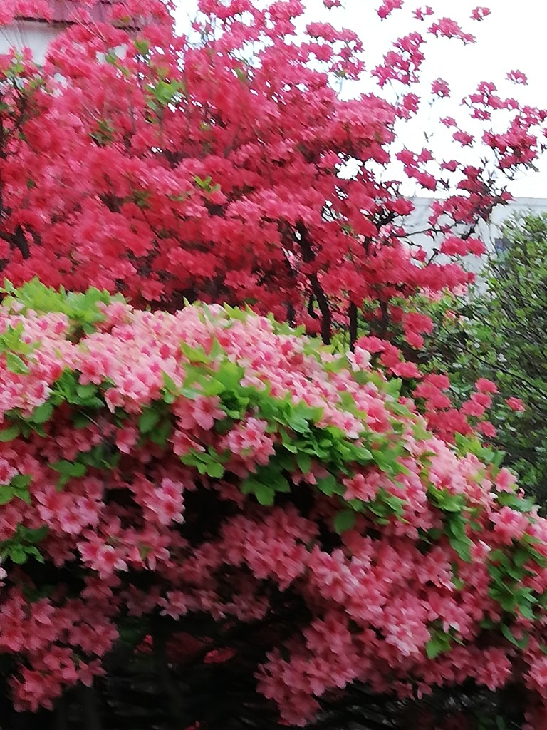 リンリン