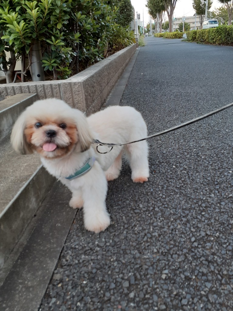 ゆまるん