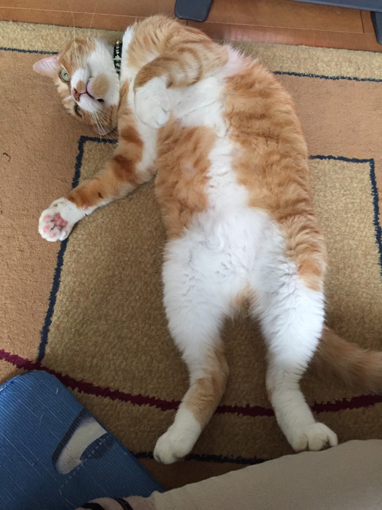 のん
