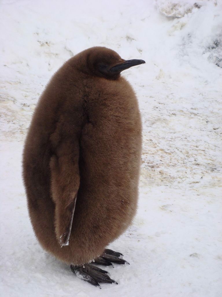 ちょびぴか