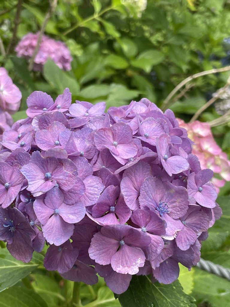 かほ