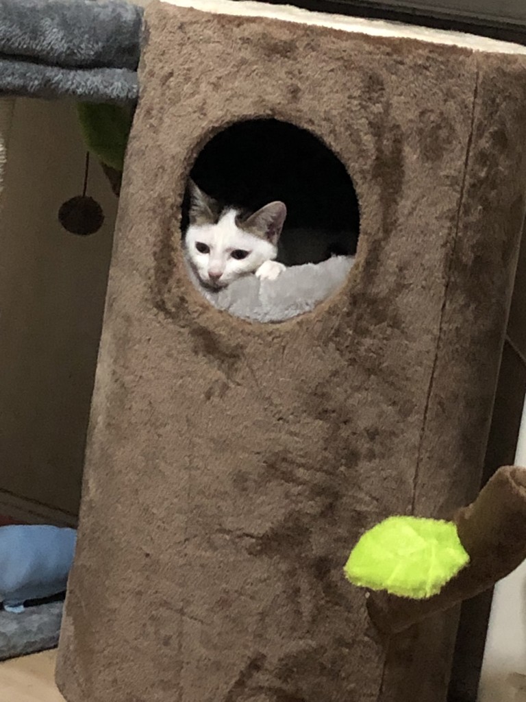 猫親分