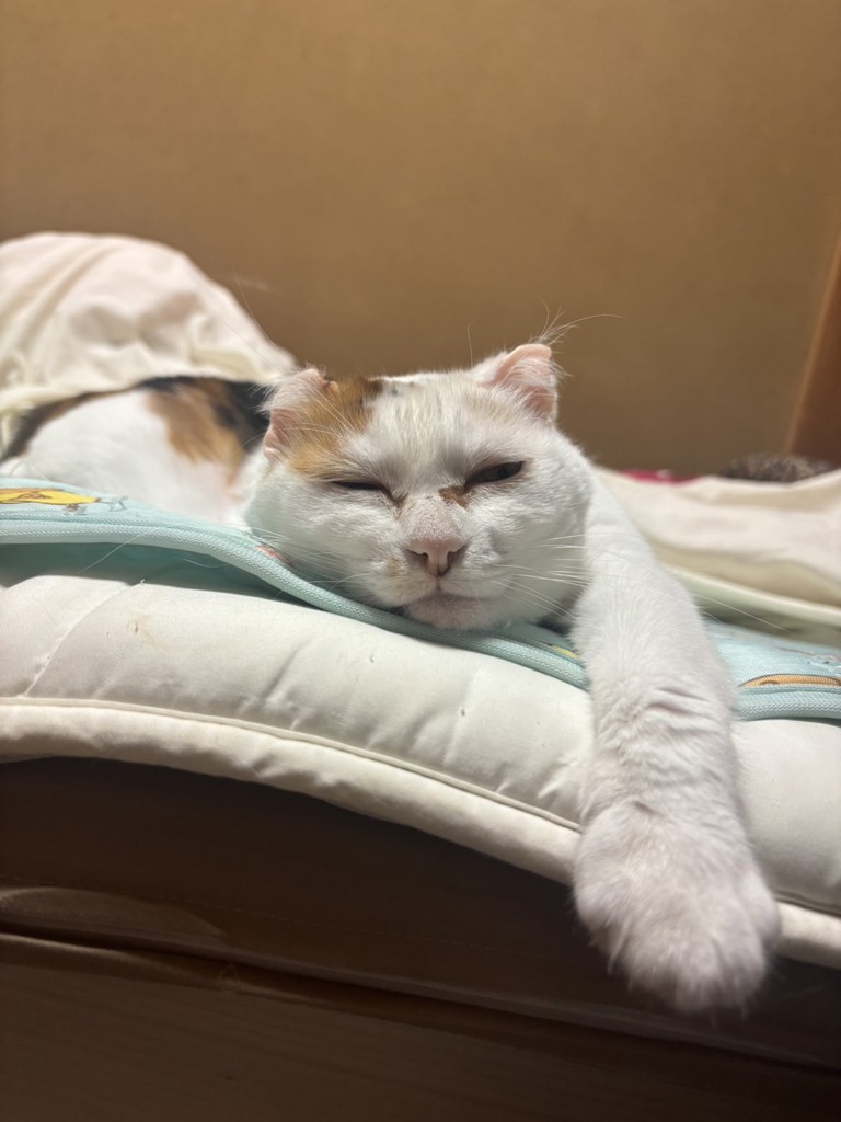 ひゅうまま
