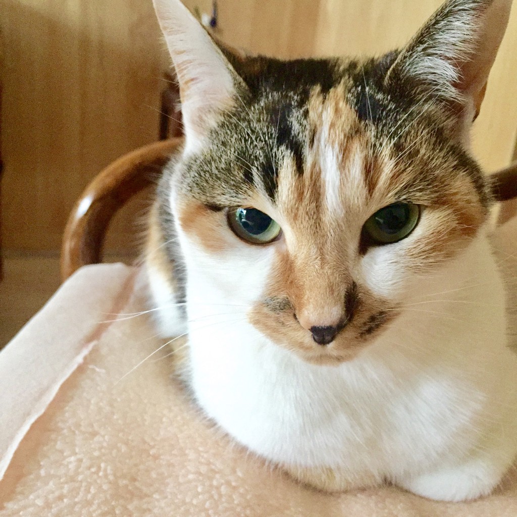 ねおあん