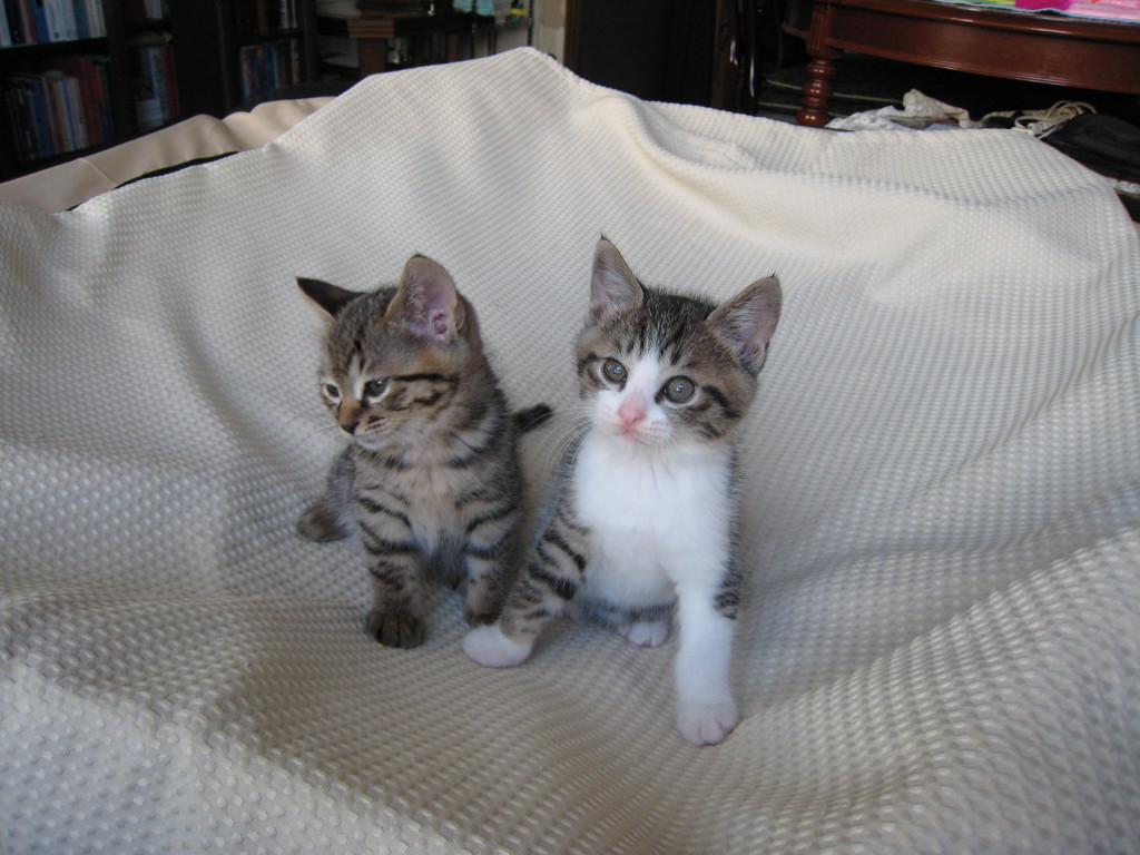 ルック！マイキャット ハンカチ(グリーン×ミディアムグリーン): FEILER