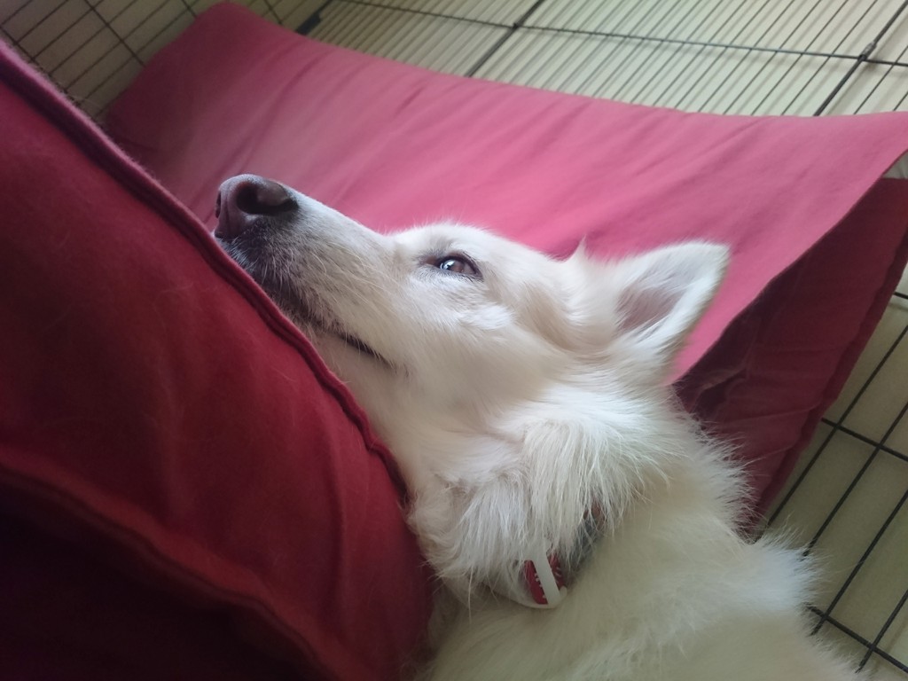 みー