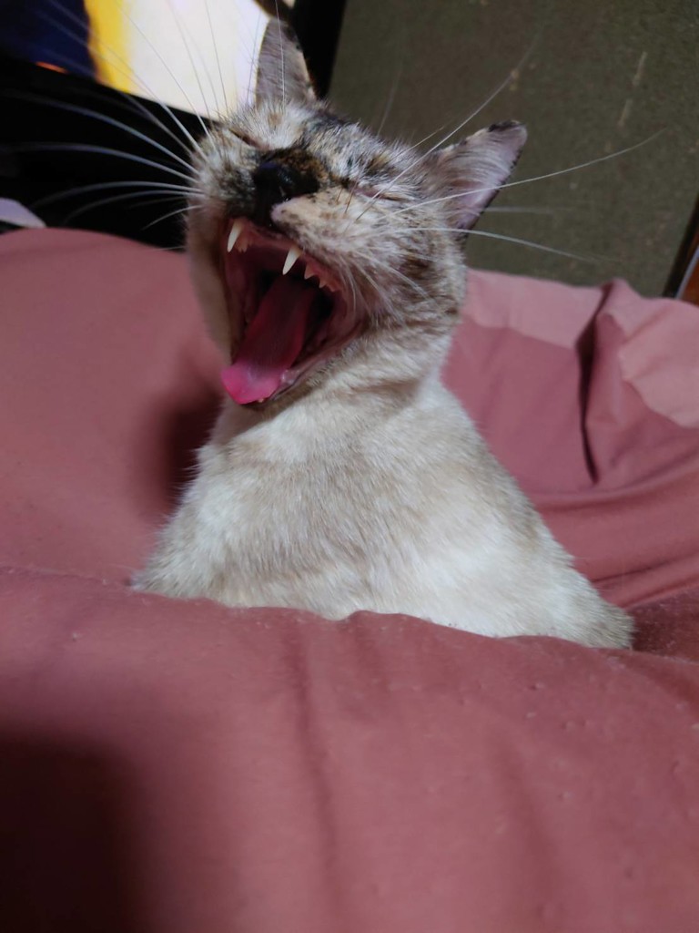みきゃん