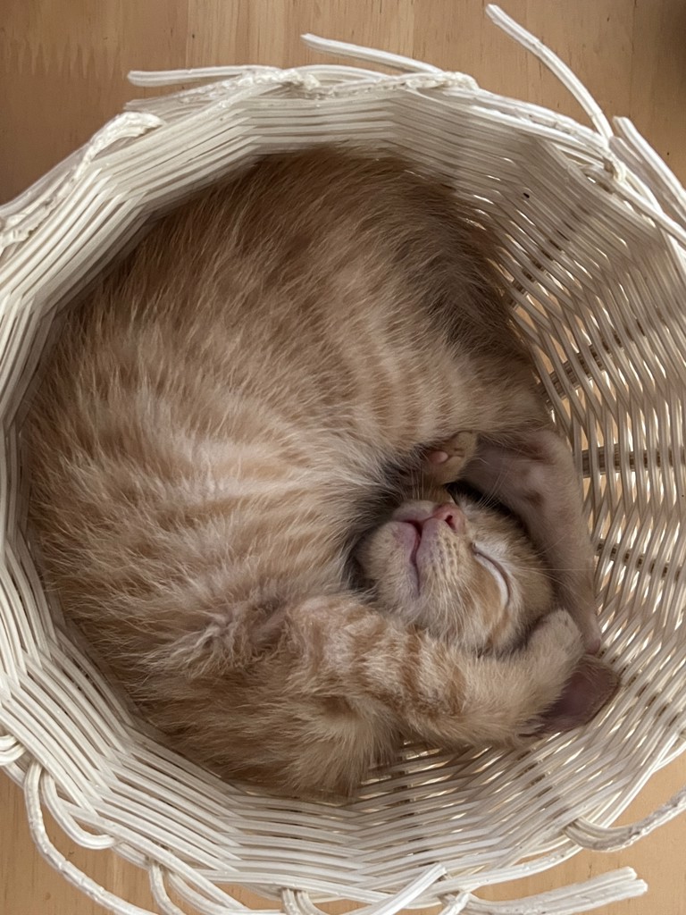 にゃん