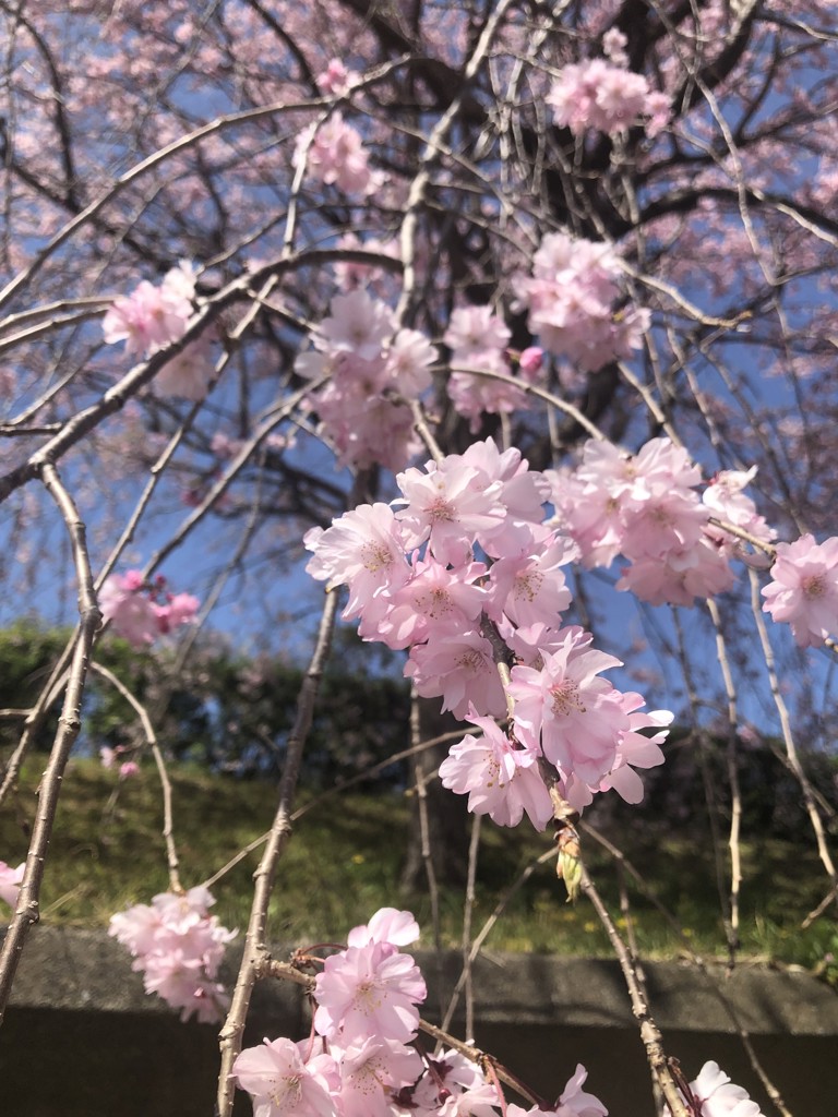 ハナモモ