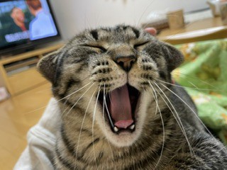 こんた