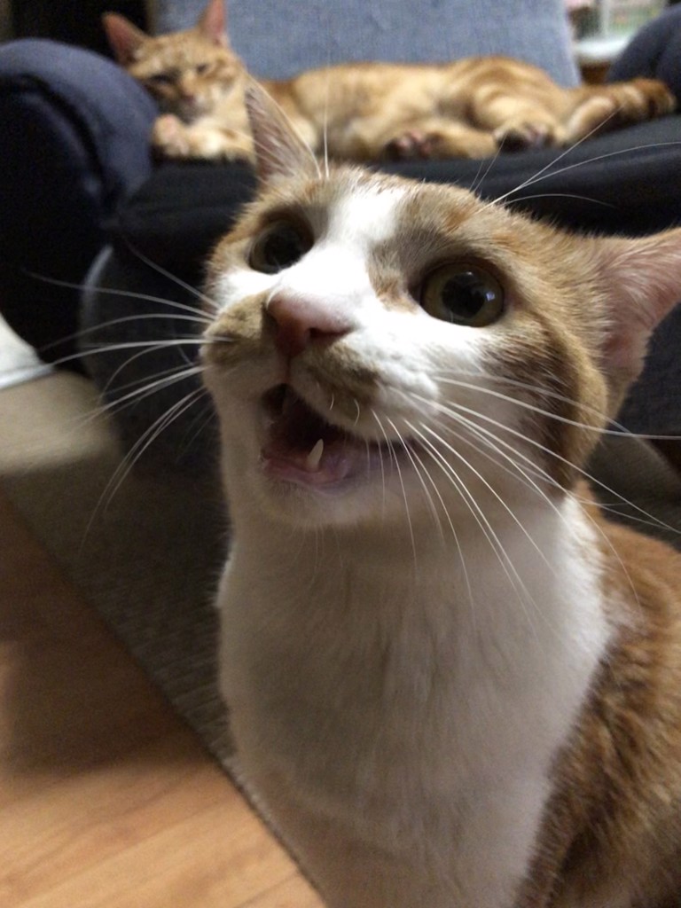 ふわり