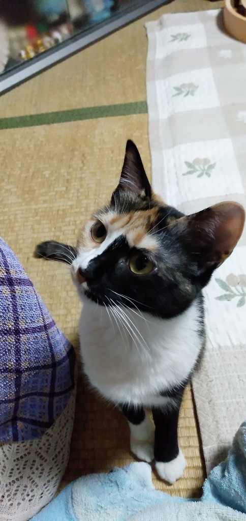 シュウジ