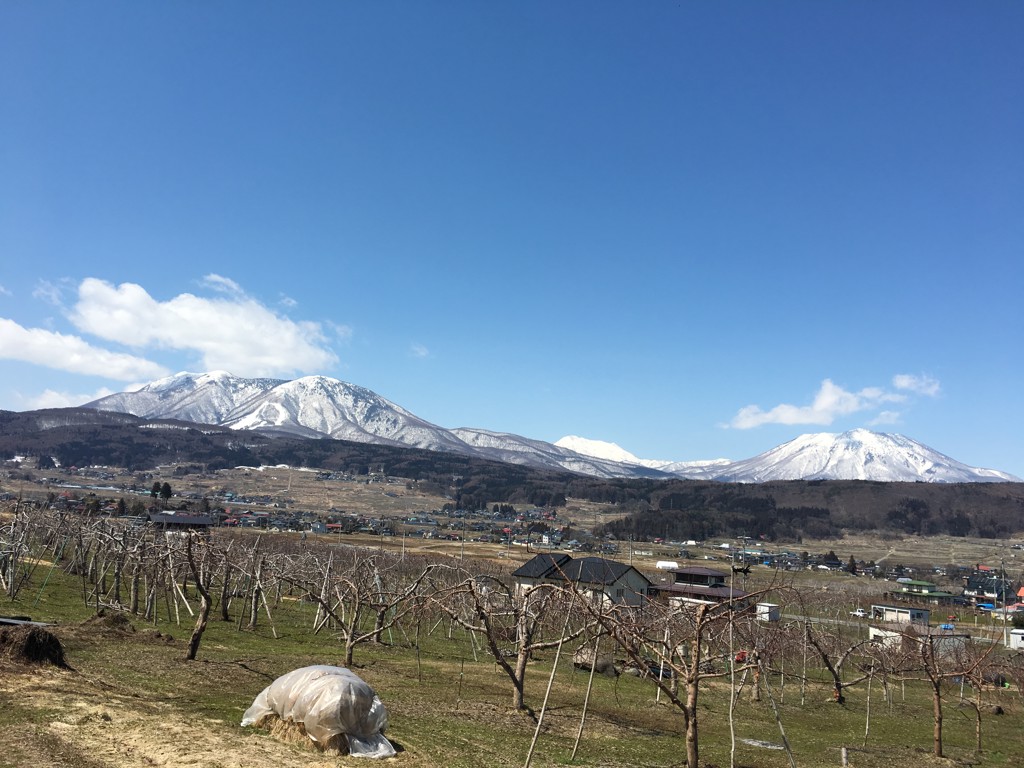 山田セバス