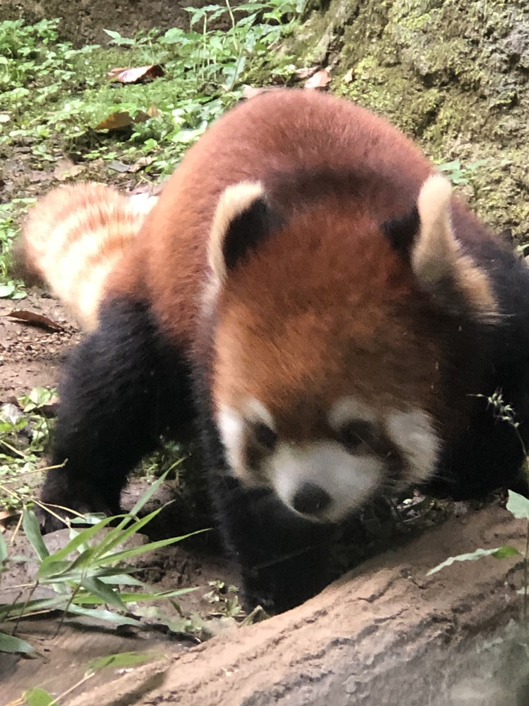 あーさん