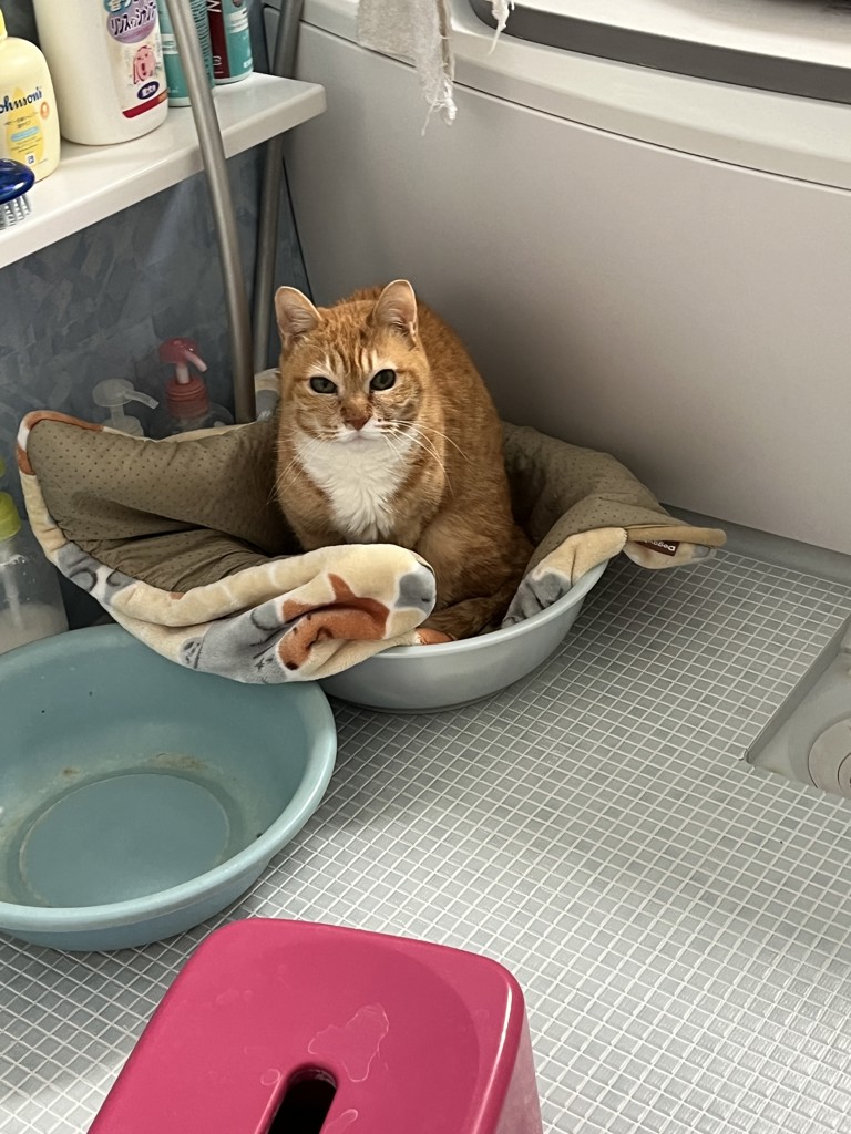 クマ