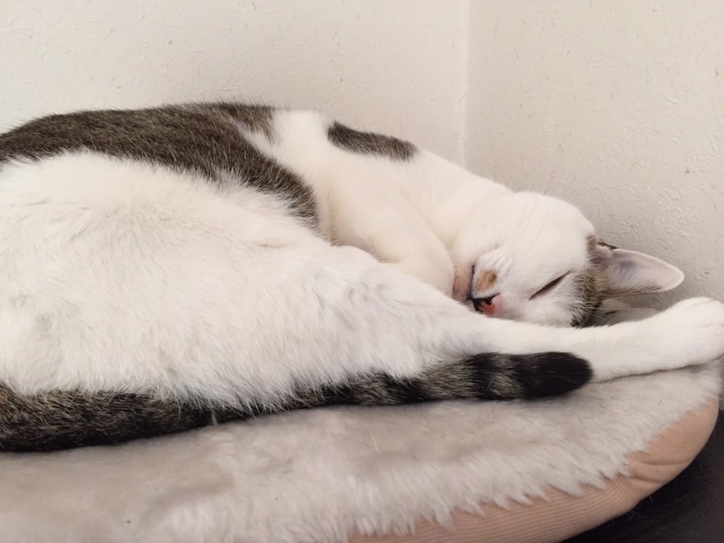 つな