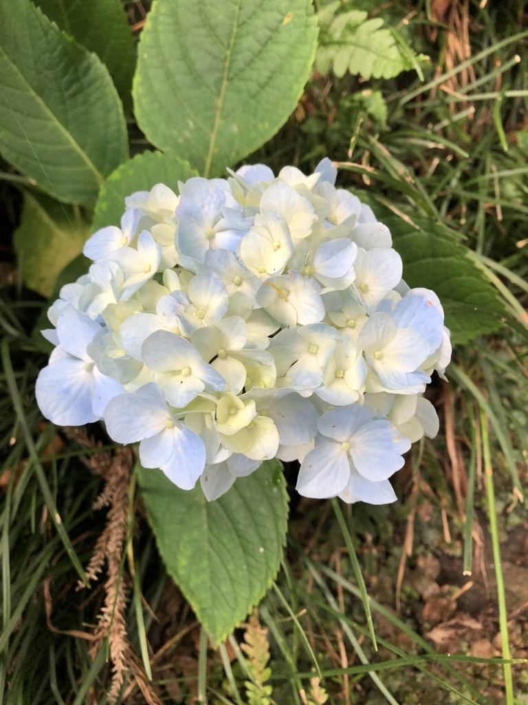 牧場のひつじ