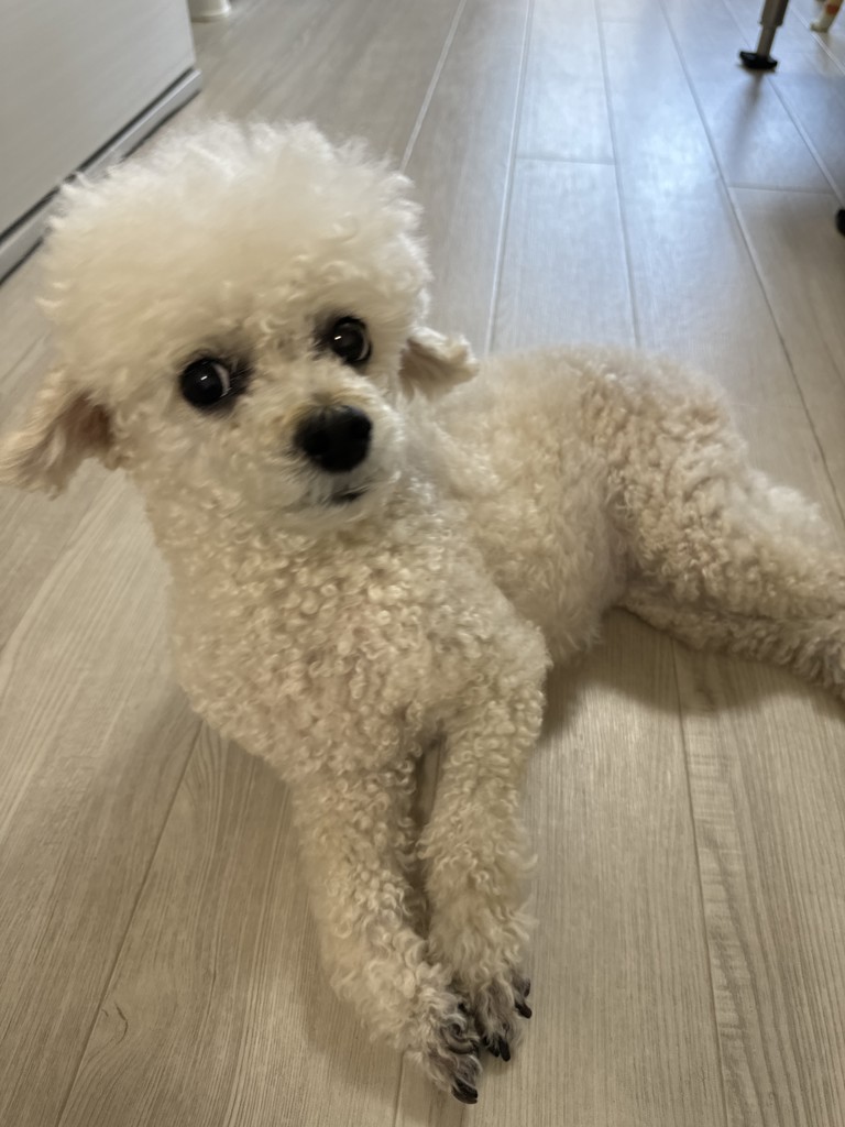 maple