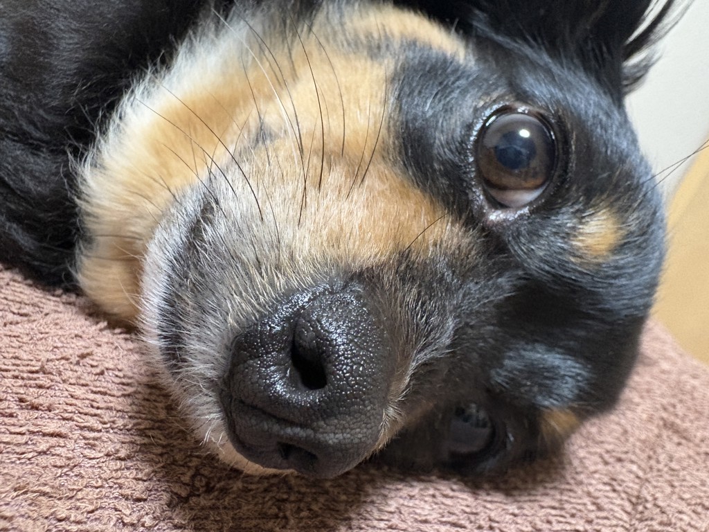 せさ