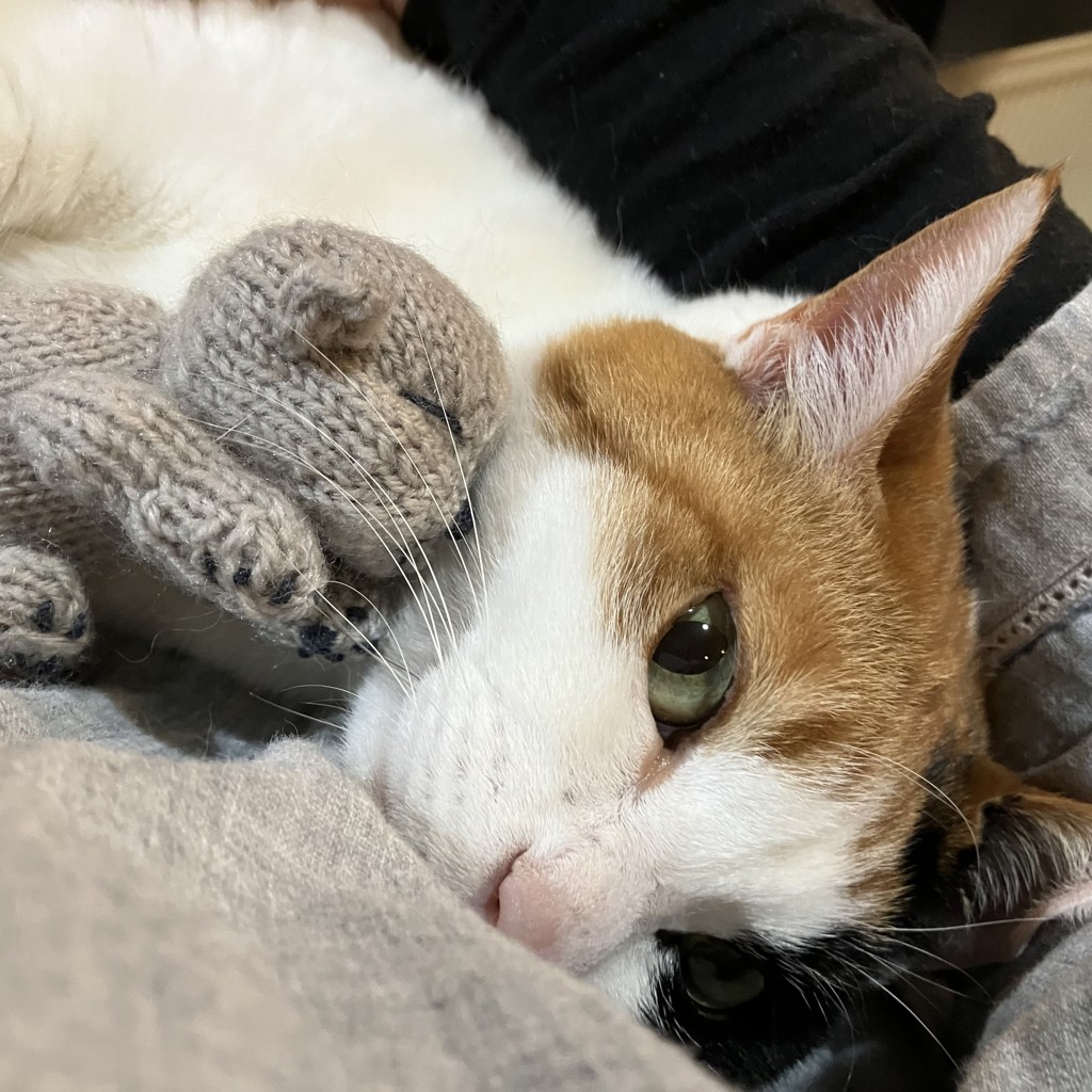 5つ星ホテルのコーニッシュ クロテッドクリーム: ジャム＆バター