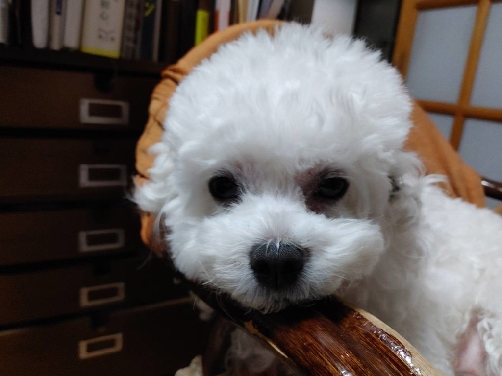 ヘアスムースミルクお試し30mL 1本（30mL入）の通販｜静岡茶