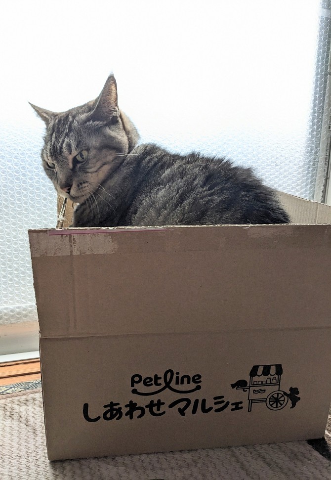 すちこ