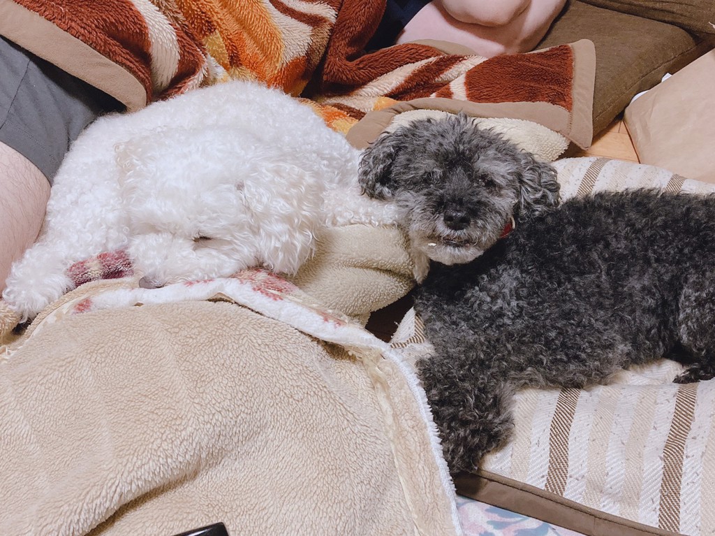 ぷりこた
