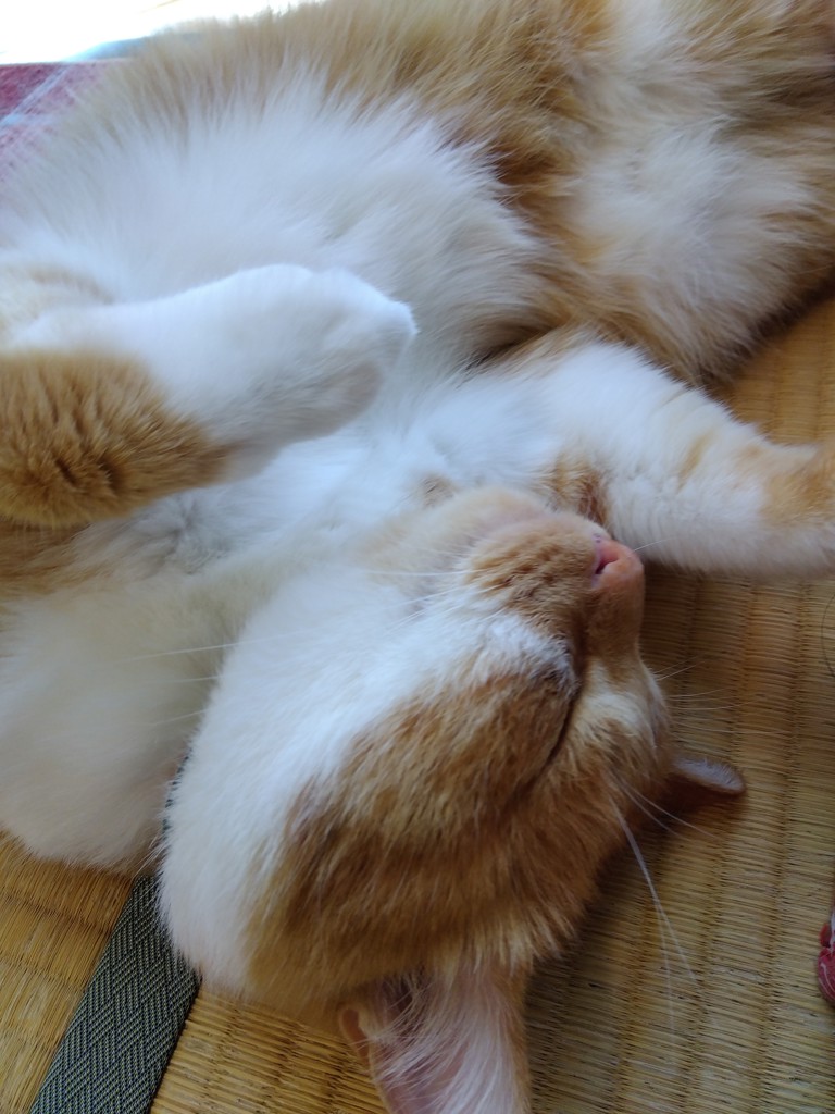 にゃんこ☆
