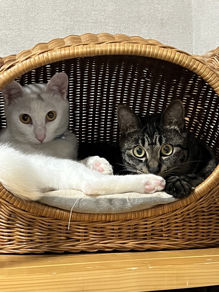 ユキヒメ