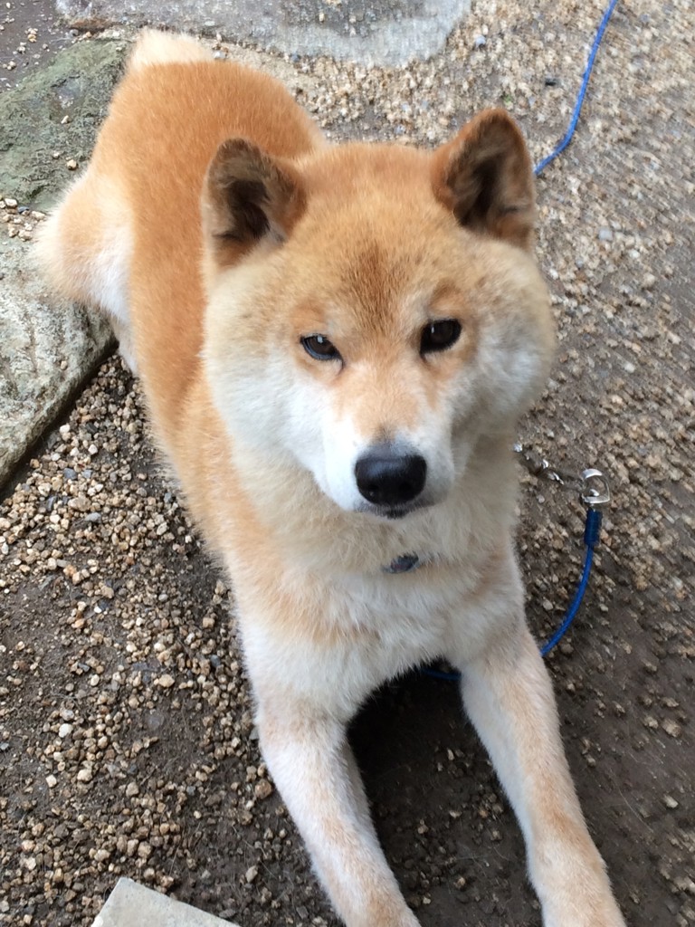 ステラ