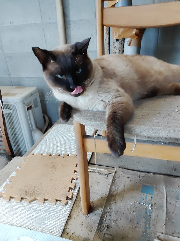 チャム