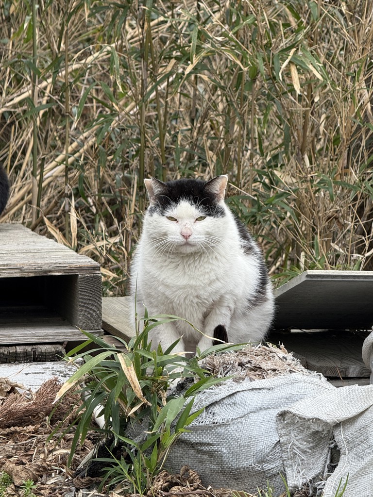 がちゃ
