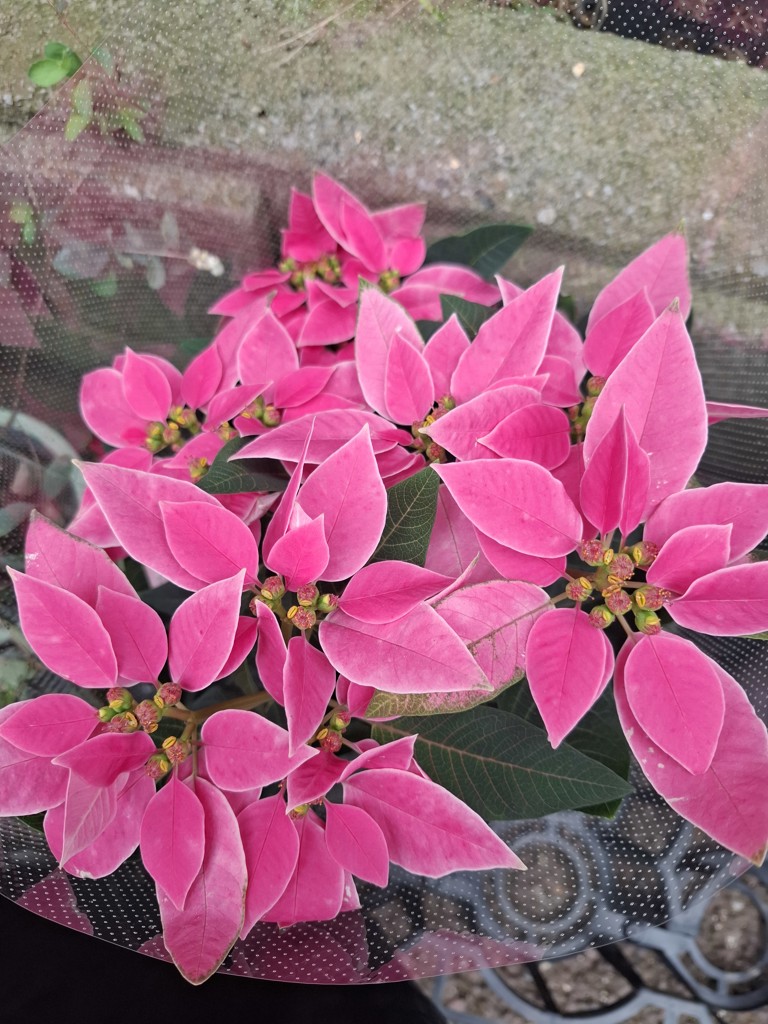 みぃ〜
