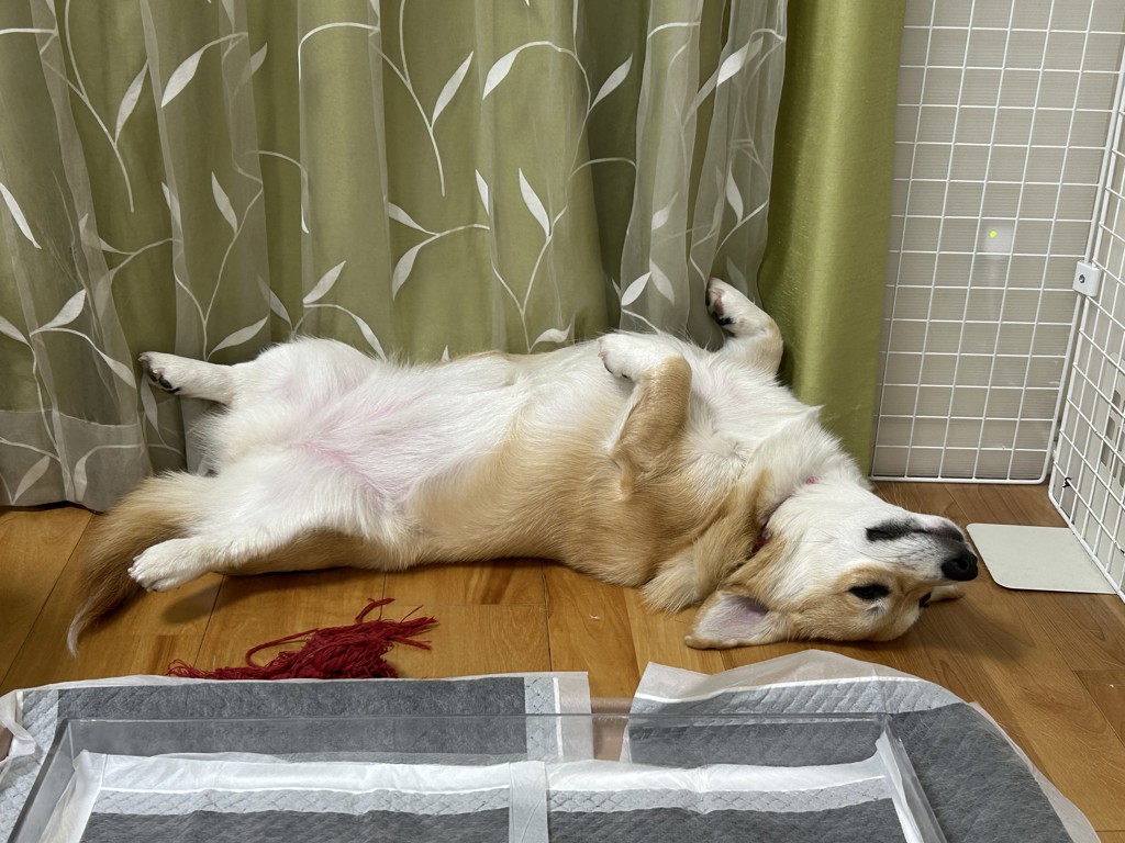 でこぽん