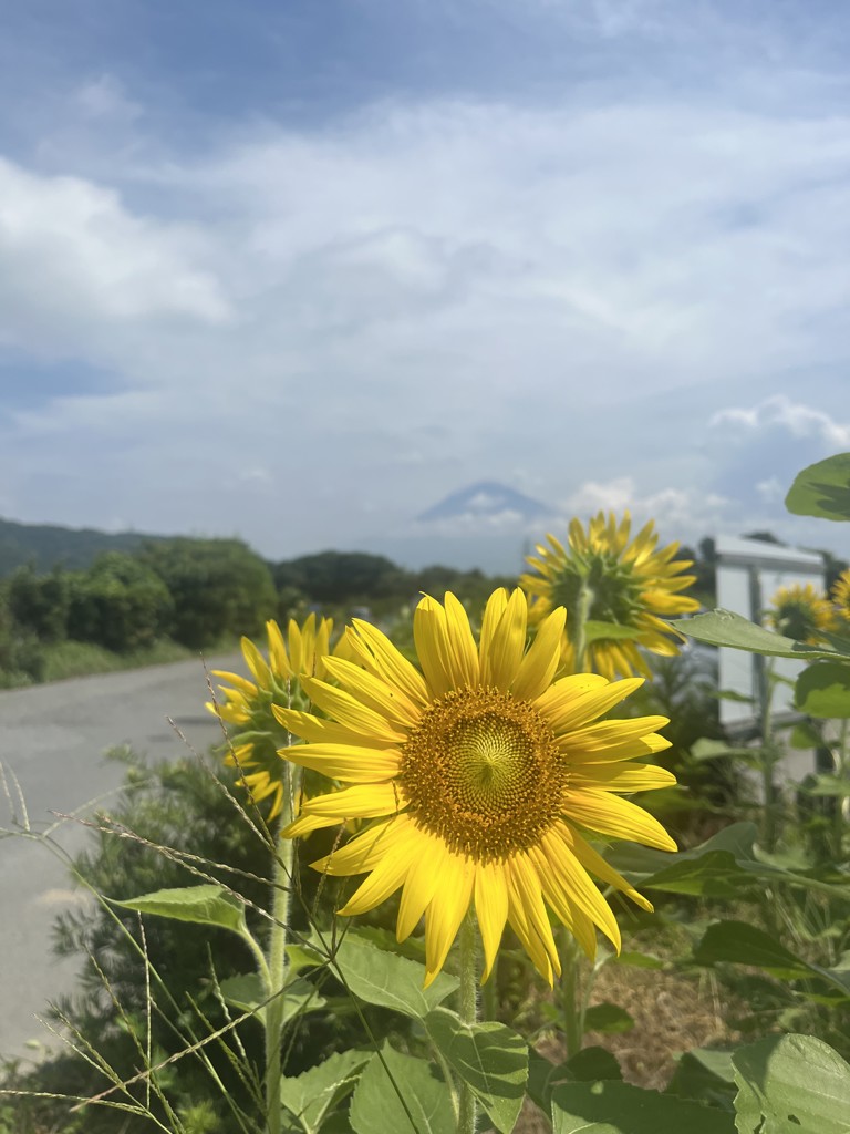 おけい