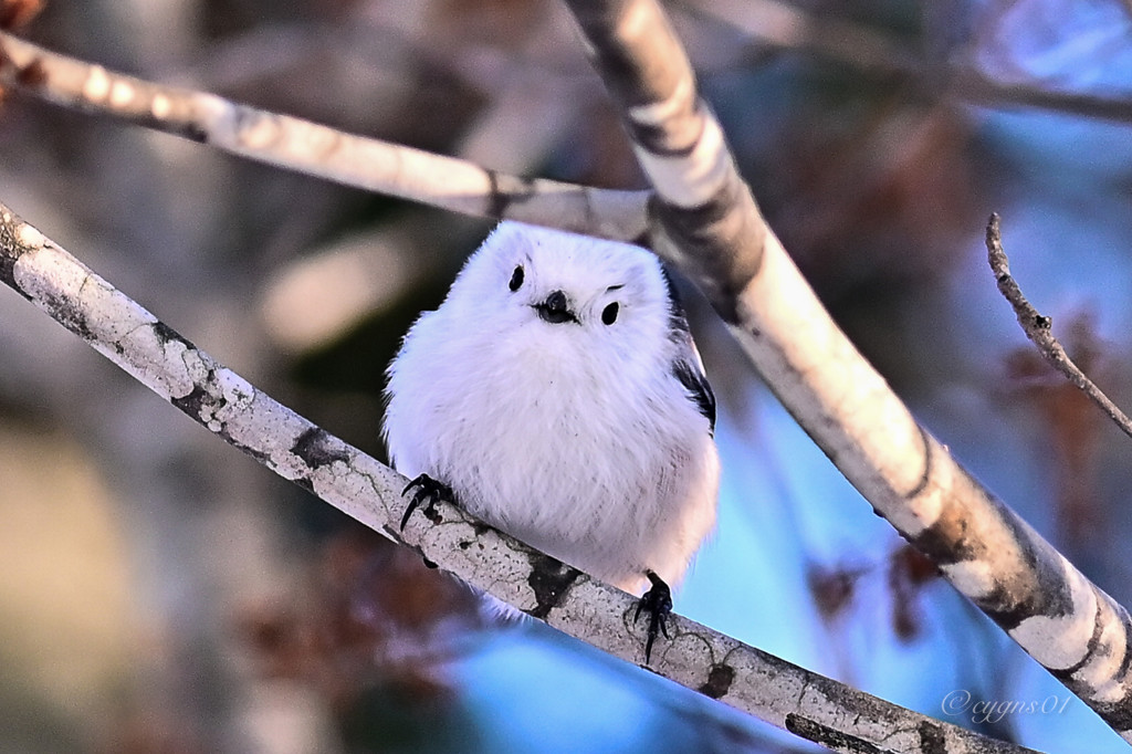 ふえ。