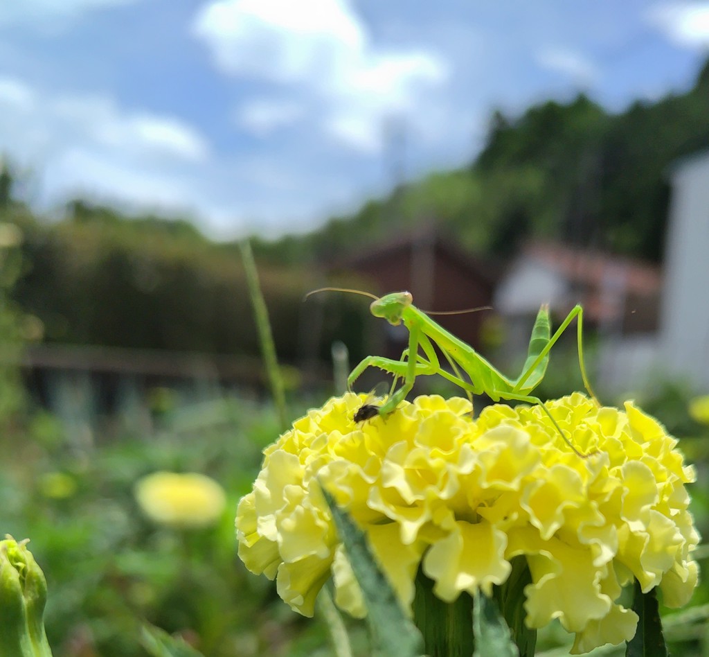 yonago_farm