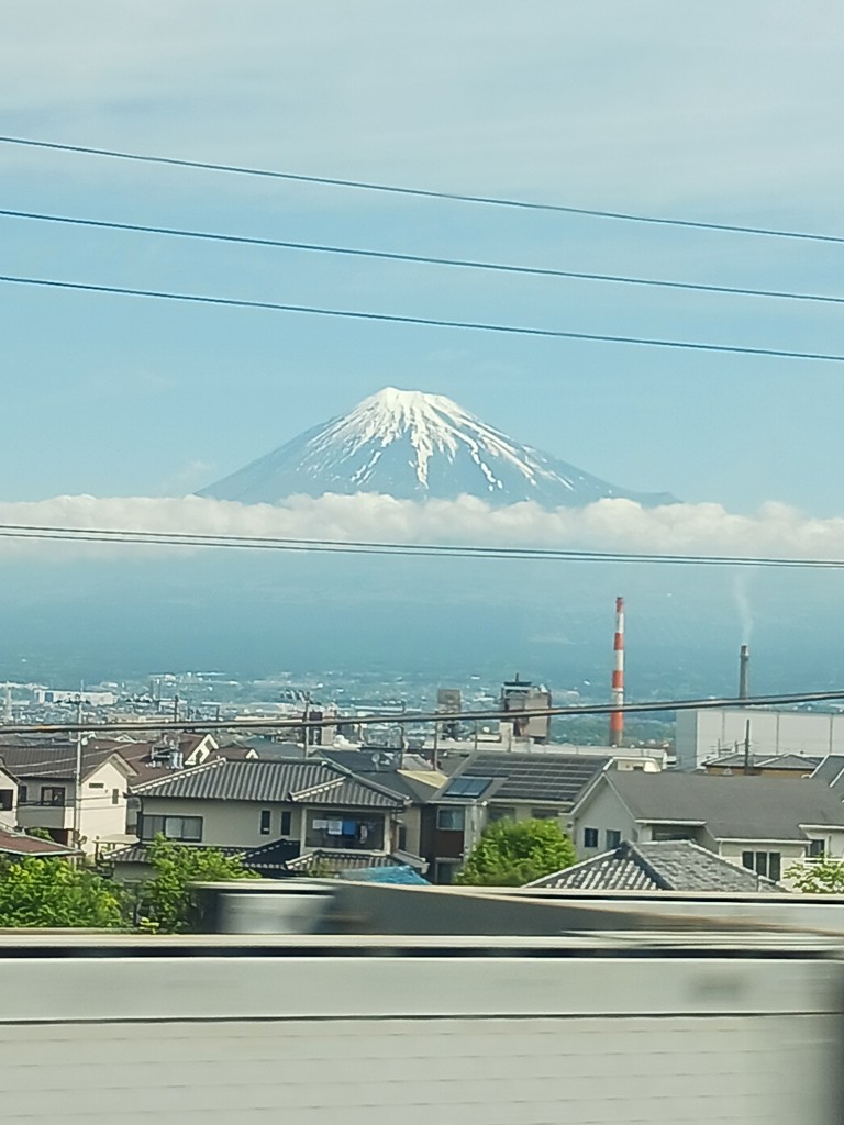 うまのほね