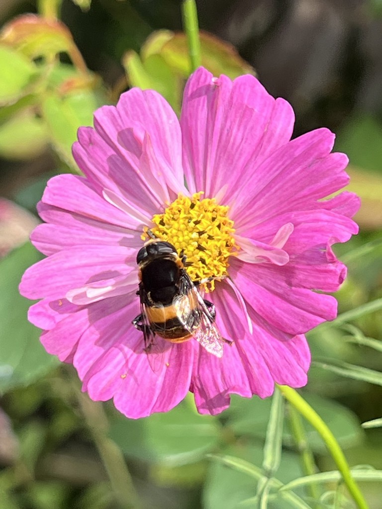 プレステージ ビスキュイコレクション（32枚入）