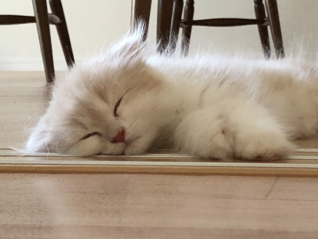 ねこねこ