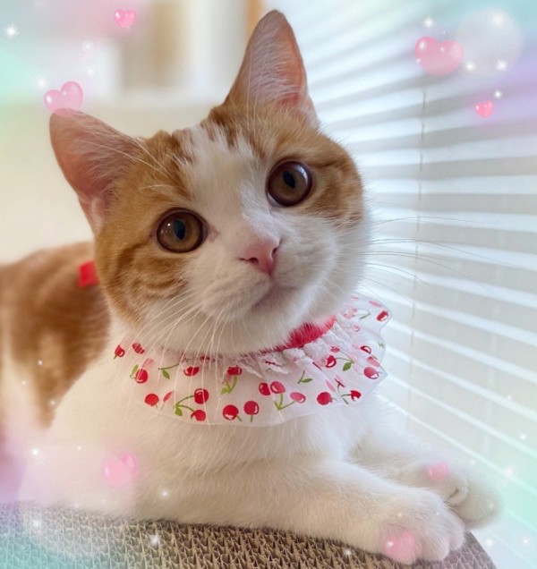 みーちゃん(=^・^=)