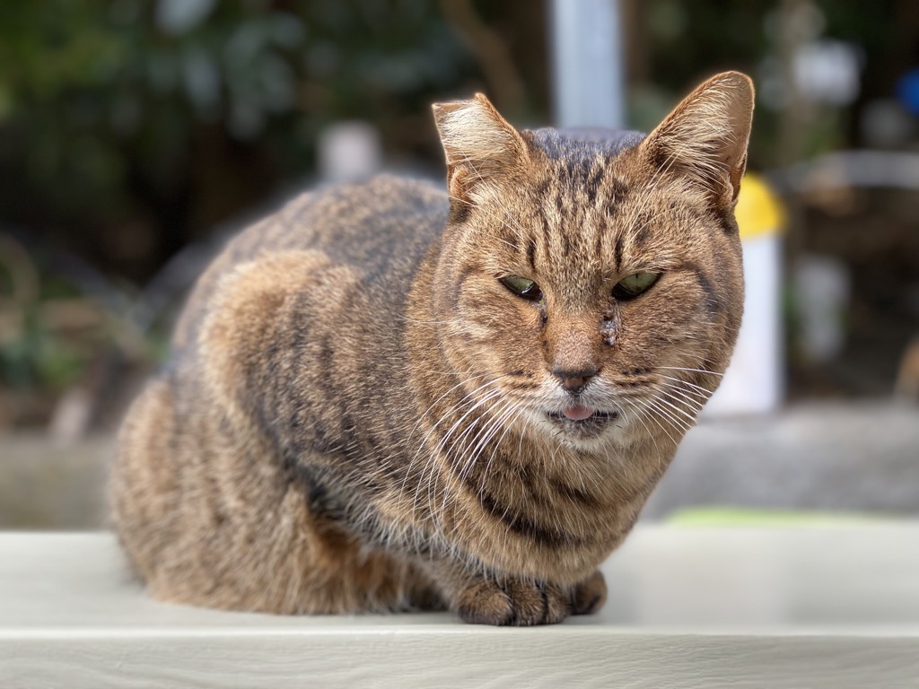 ユーザーアイコン