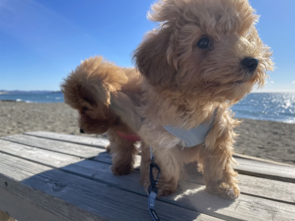 ユーザーアイコン