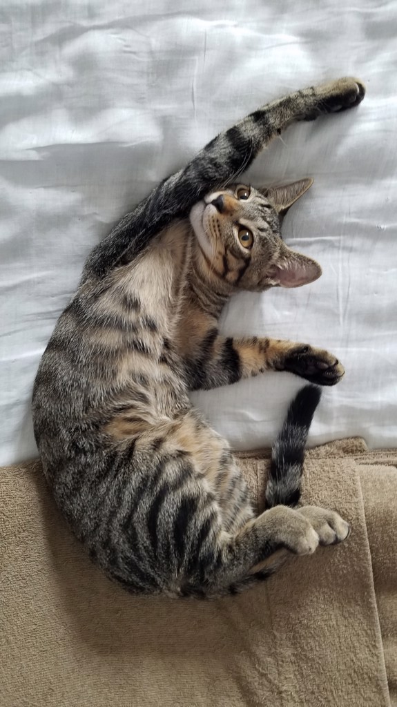 Kittikittie