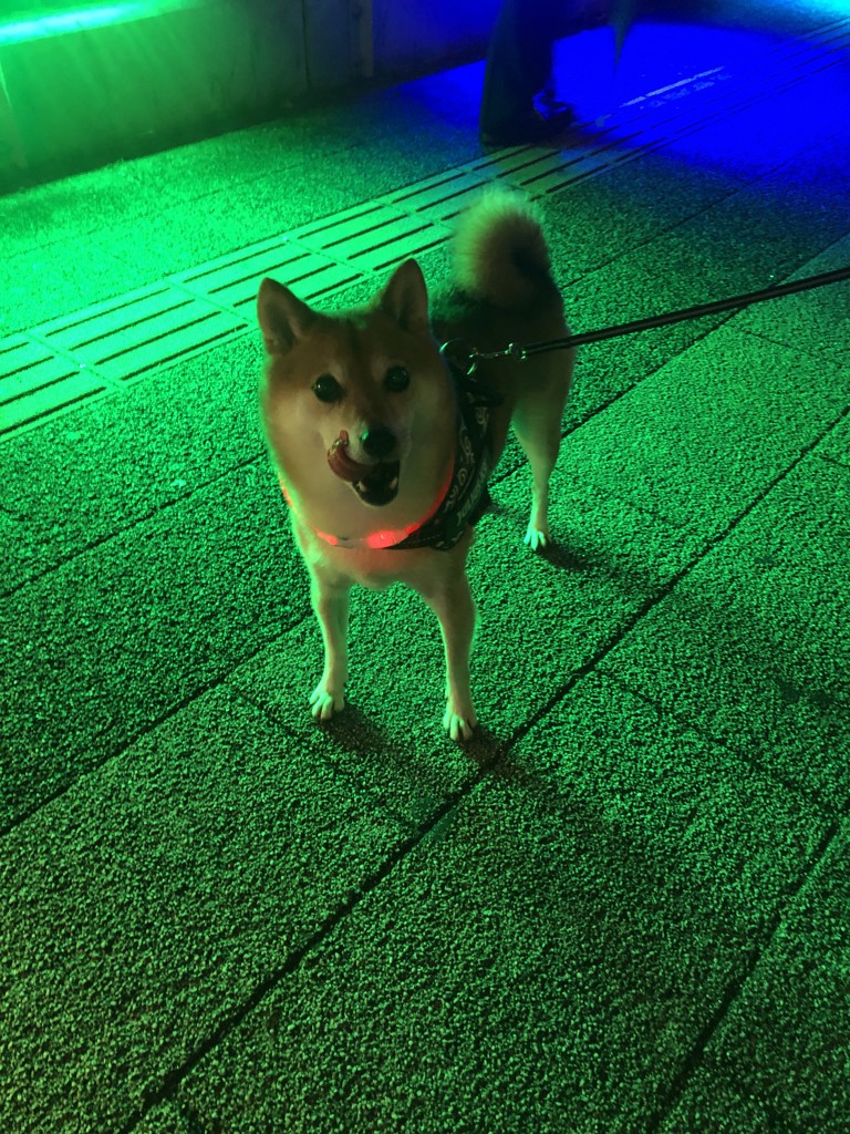 はちら