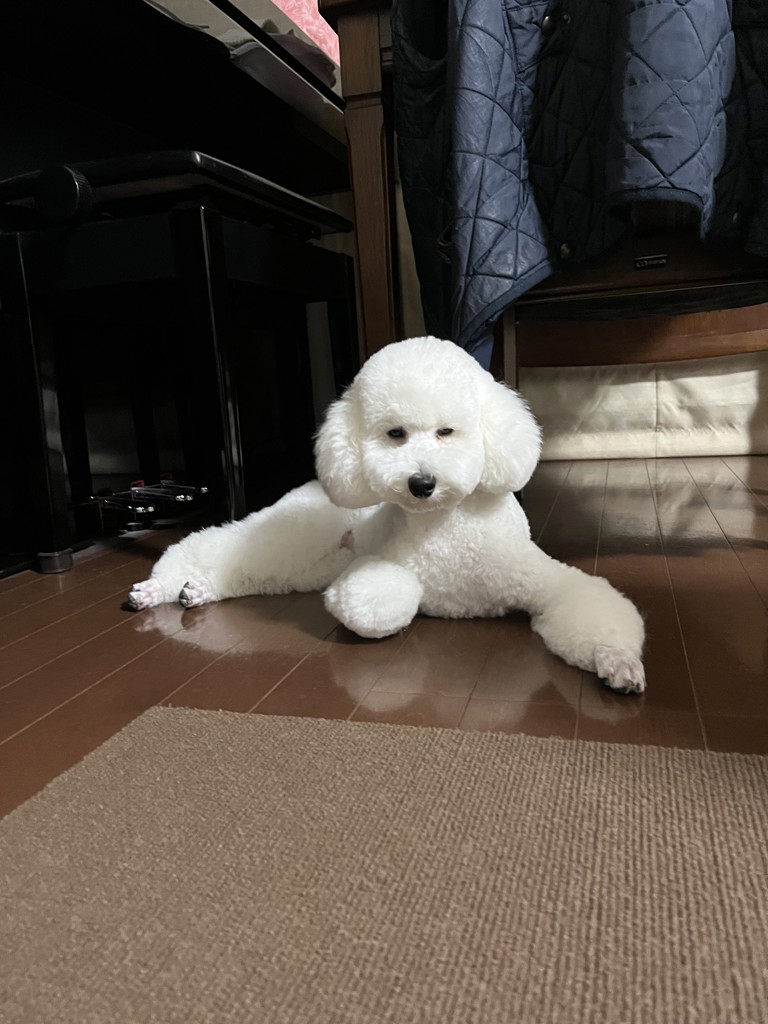 モフモフワンチャン 舟型ポーチS L/MWC-257363（WEB限定）(ペール