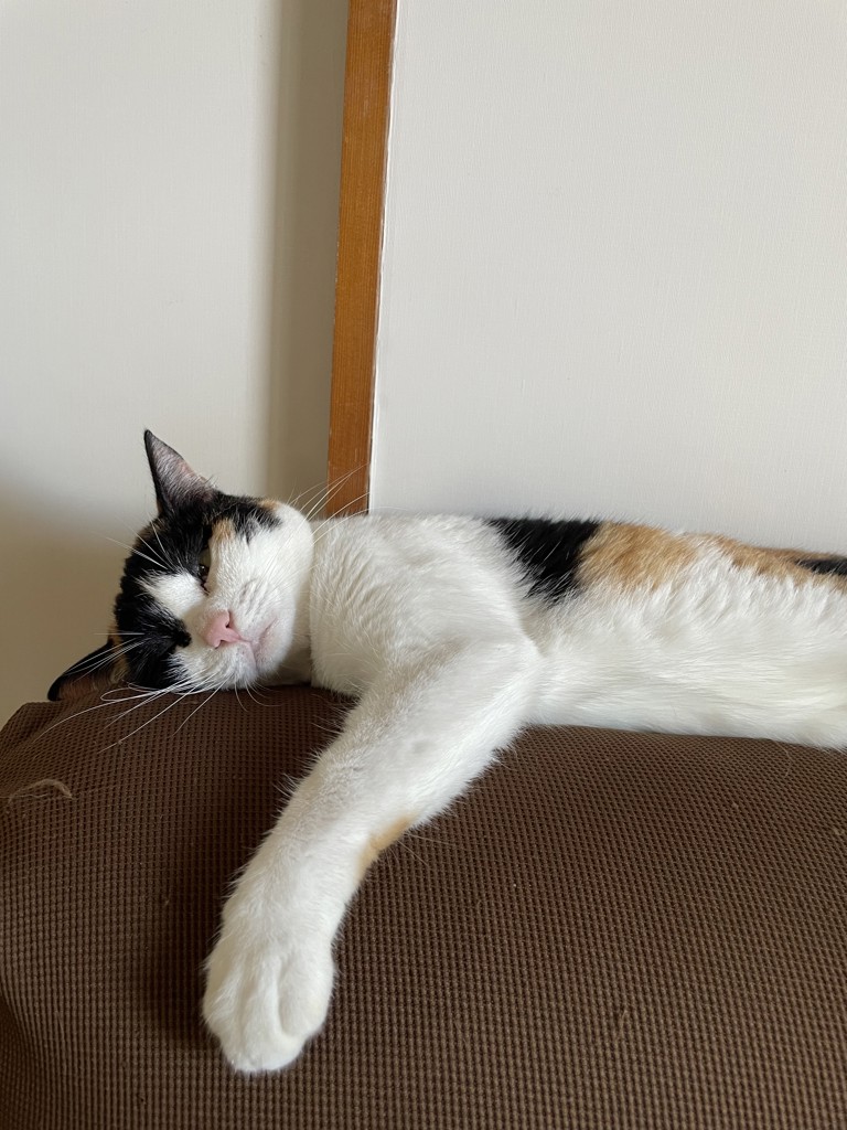 たまきち