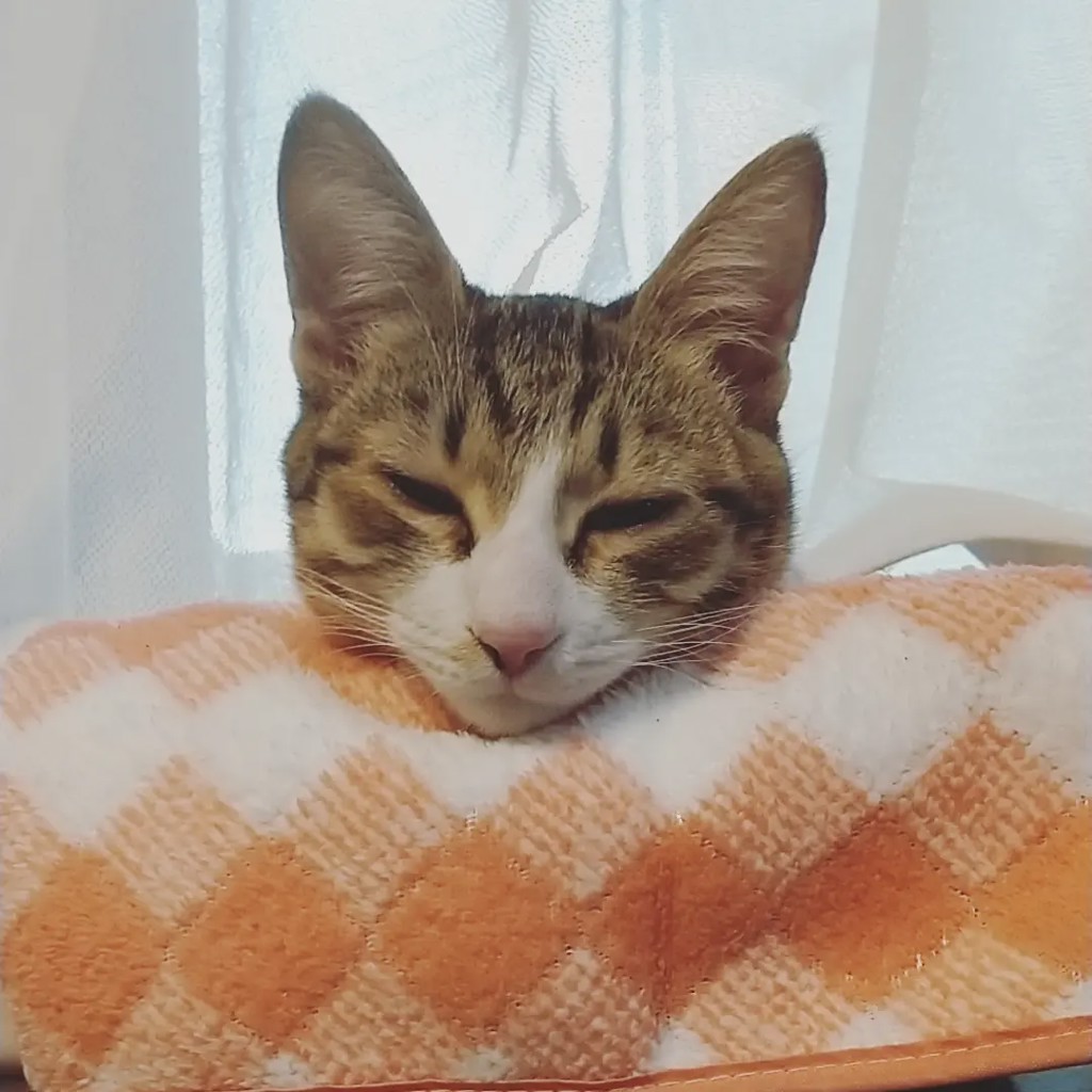 あや