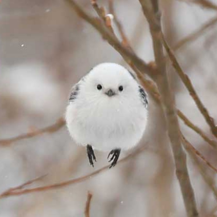 poko