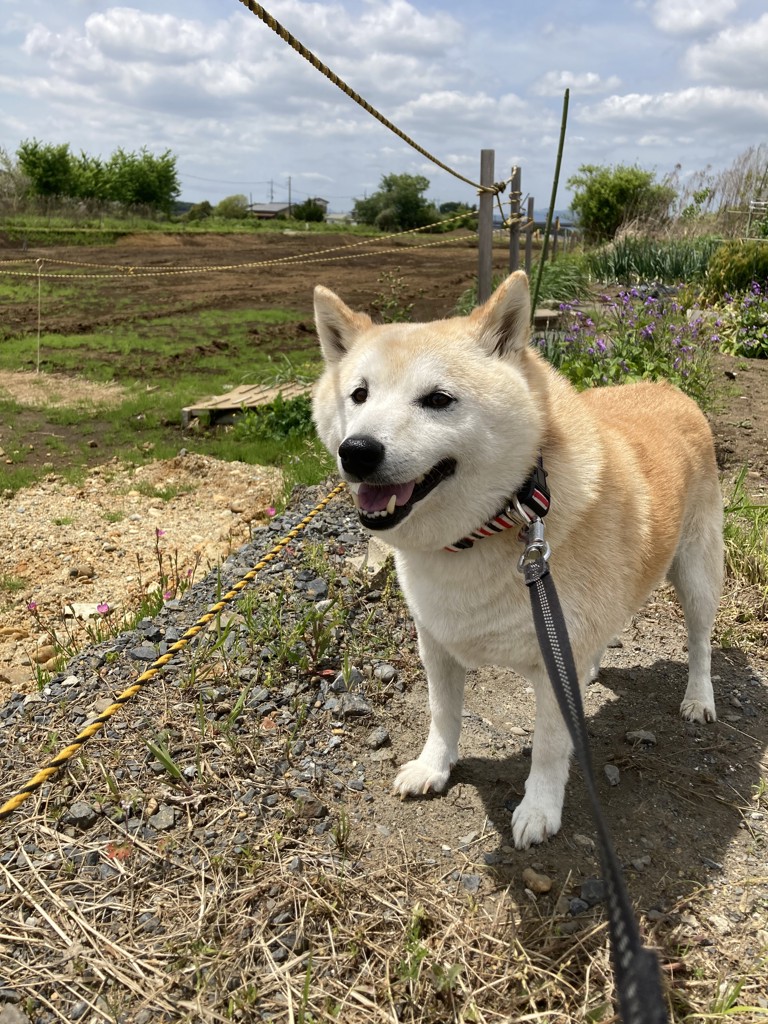 モカ